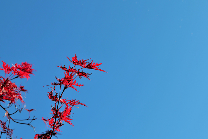 f:id:raruka:20191120150531j:plain:w330:h220 f:id:raruka:20191120150531j:plain:w330:h220