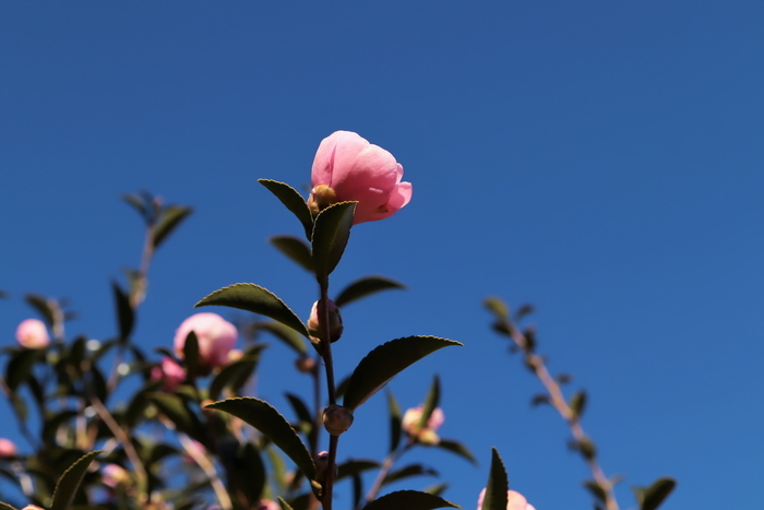 f:id:raruka:20191125150656j:plain:w330:h220 f:id:raruka:20191125150656j:plain:w330:h220