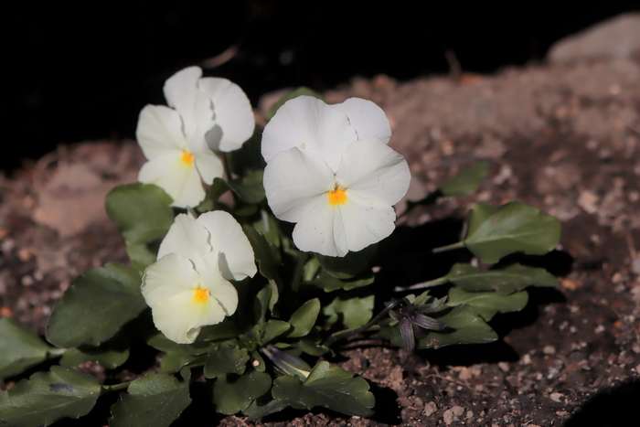 f:id:raruka:20191127151433j:plain f:id:raruka:20191127151433j:plain