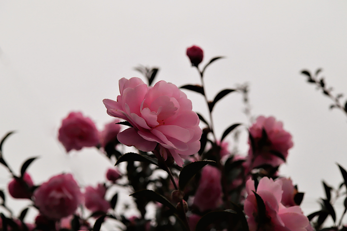 f:id:raruka:20191128152144j:plain:w330:h220 f:id:raruka:20191128152144j:plain:w330:h220