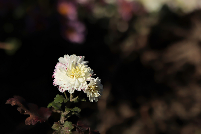 f:id:raruka:20191128152241j:plain f:id:raruka:20191128152241j:plain