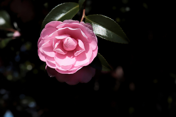 f:id:raruka:20191205150831j:plain f:id:raruka:20191205150831j:plain