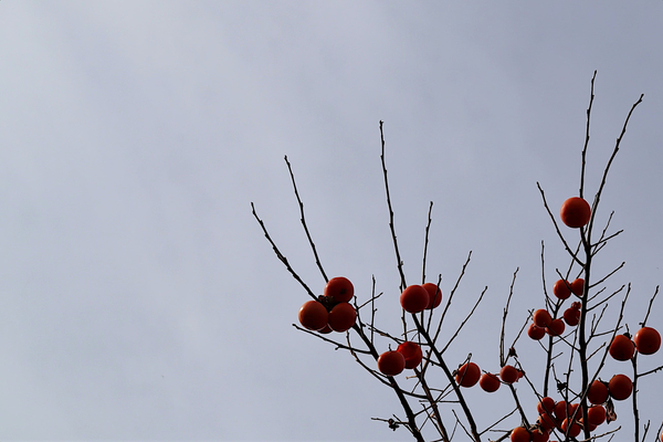 f:id:raruka:20191211142321j:plain:w330:h220 f:id:raruka:20191211142321j:plain:w330:h220