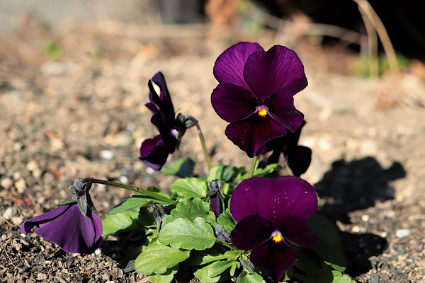 f:id:raruka:20191213140333j:plain:w330:h220 f:id:raruka:20191213140333j:plain:w330:h220