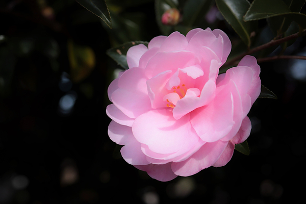 f:id:raruka:20191214151510j:plain:w330:h220 f:id:raruka:20191214151510j:plain:w330:h220