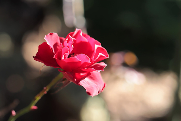 f:id:raruka:20191221134231j:plain:w330:h220 f:id:raruka:20191221134231j:plain:w330:h220
