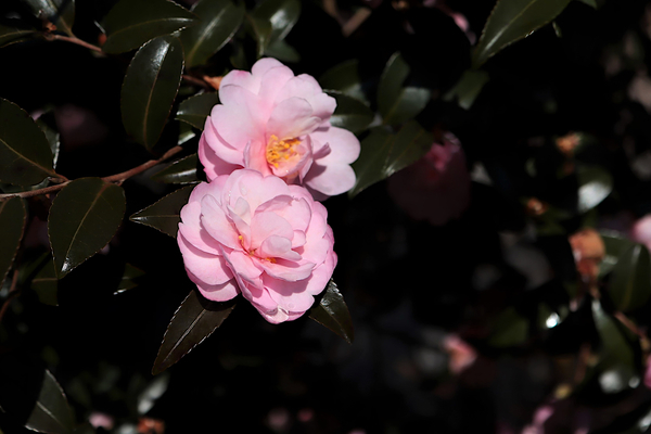 f:id:raruka:20191229135123j:plain:w330:h220 f:id:raruka:20191229135123j:plain:w330:h220