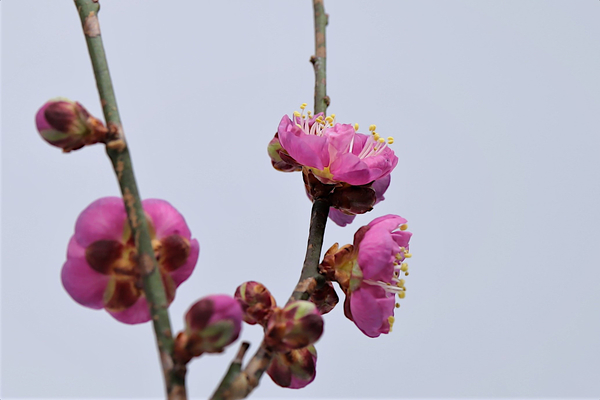 梅の花の 梅の花