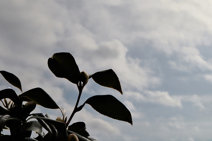 ツバキと曇り空