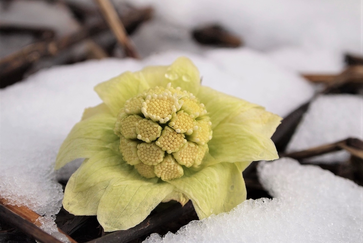 春を告げる蕗の薹(ふきのとう)