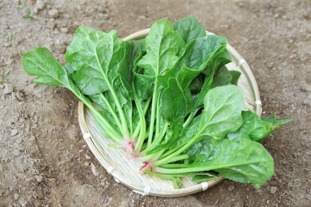 ほうれん草の赤い根元 ほうれん草の赤い根元