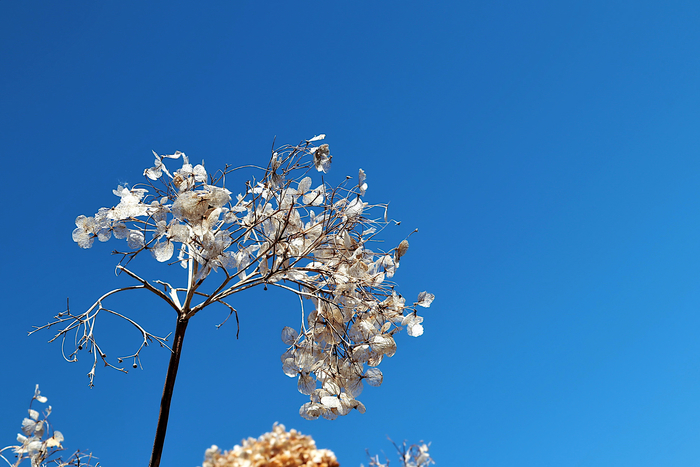 2020年2月6日 枯れた紫陽花