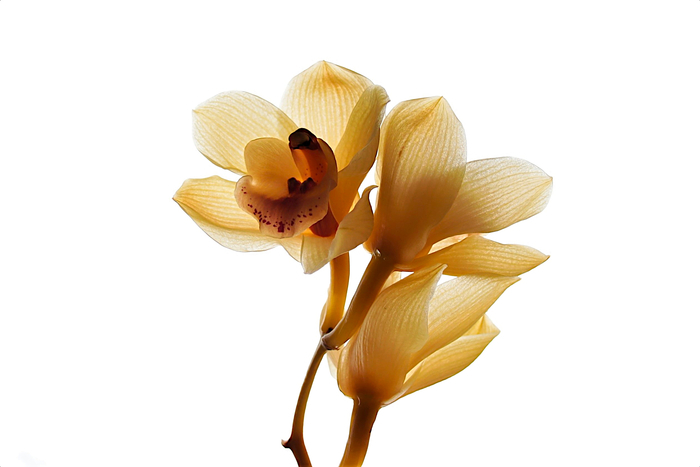 花🌼 花🌼