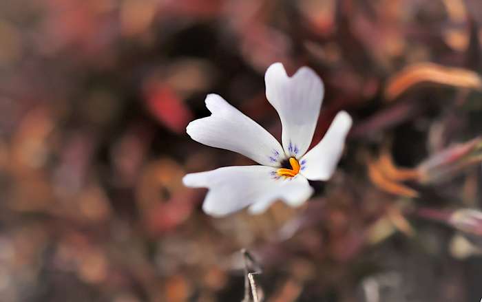 雨上がりに咲くの芝桜