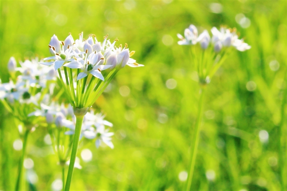 ニラの花