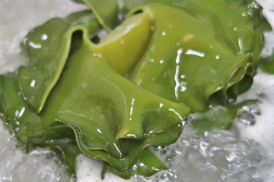 茹でめかぶ 茹でめかぶ