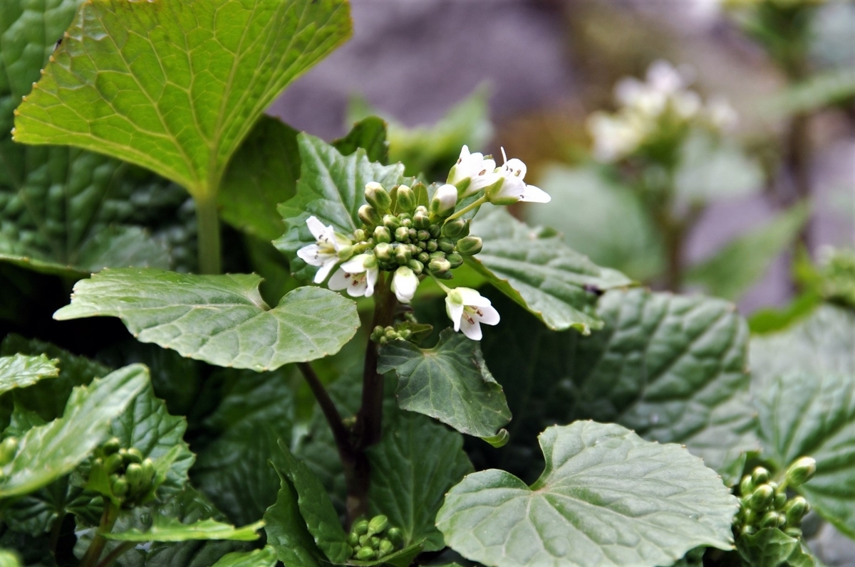ワサビの花 ワサビの花