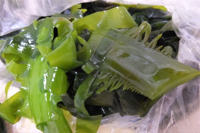 旬のワカメ 旬のワカメ