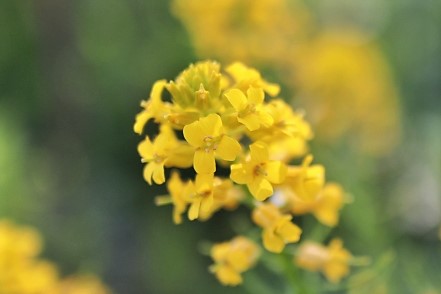 セイヨウカラシナの写真 セイヨウカラシナの写真