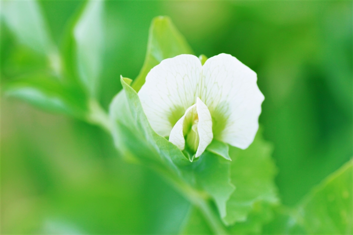 グリーンピースの花