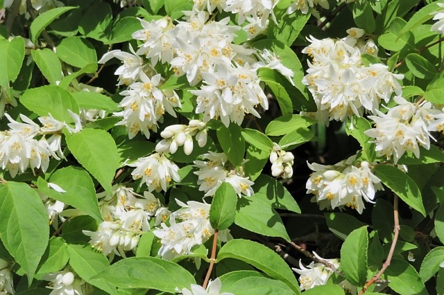ウツギの花 ウツギの花