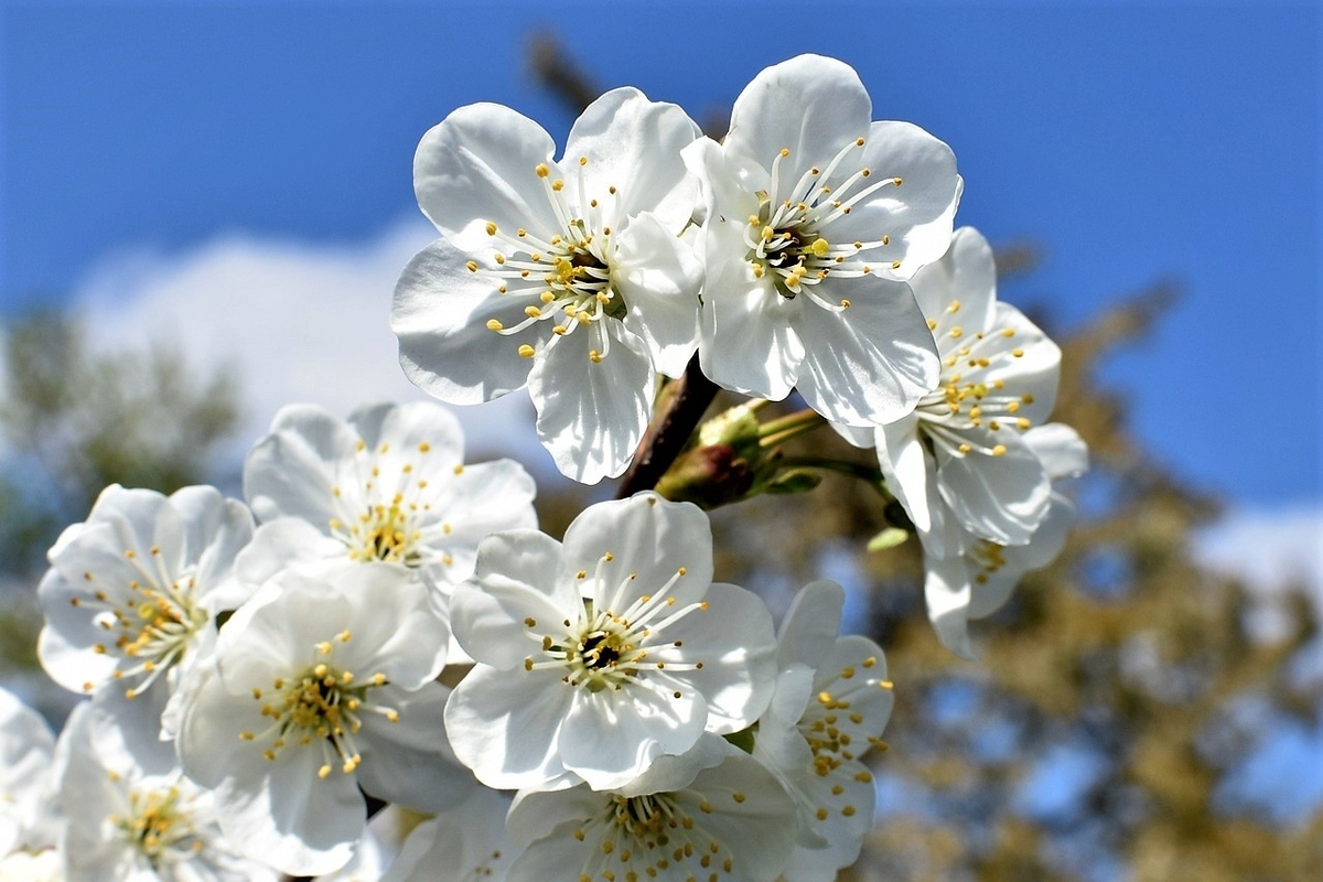 桜桃の花