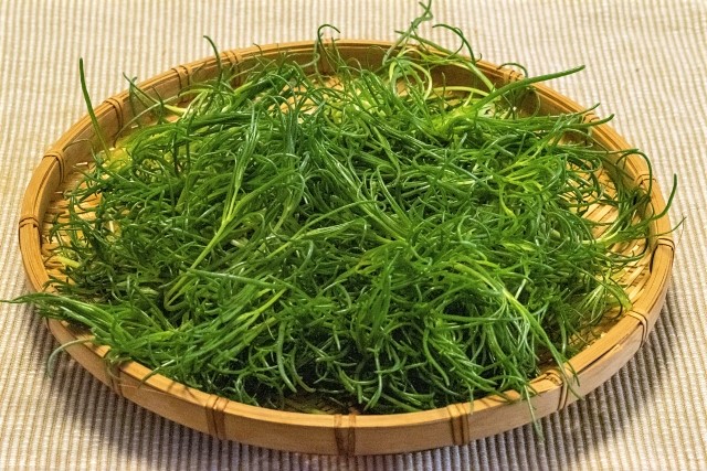 おかひじき おかひじき