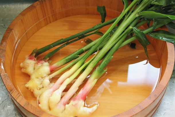 葉生姜の保存 葉生姜の保存