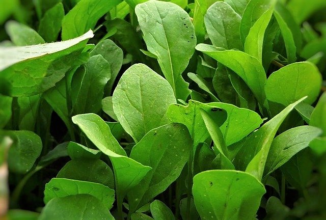 ルッコラはどんな野菜? ルッコラはどんな野菜?