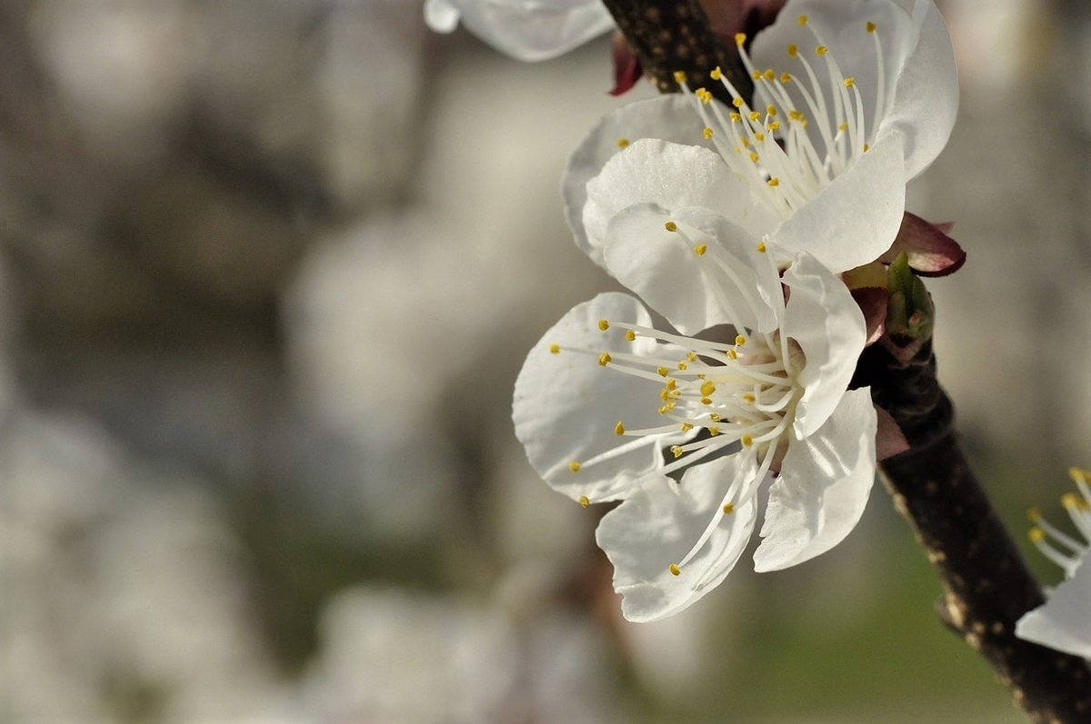 あんずの花