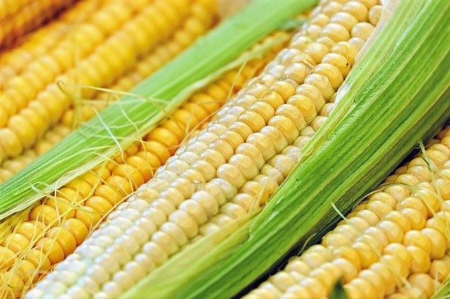 トウモロコシの茹で方 トウモロコシの茹で方