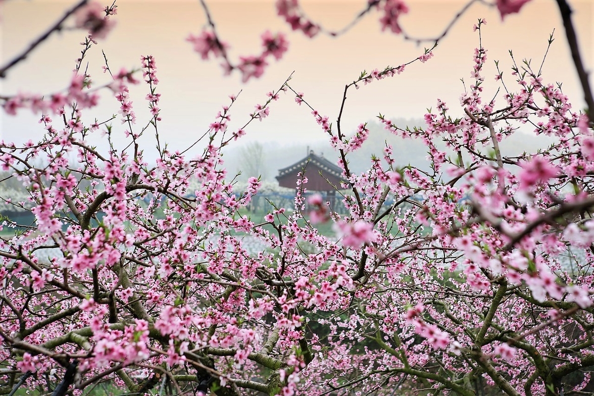 桃の花