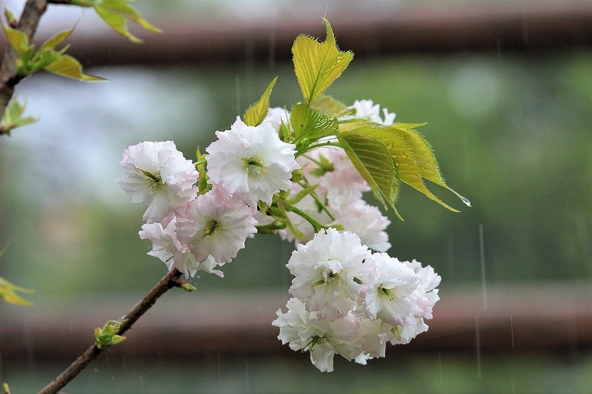 春の雨