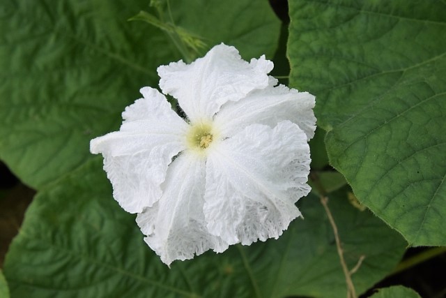 ユウガオの花 ユウガオの花