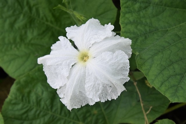 ユウガオの花