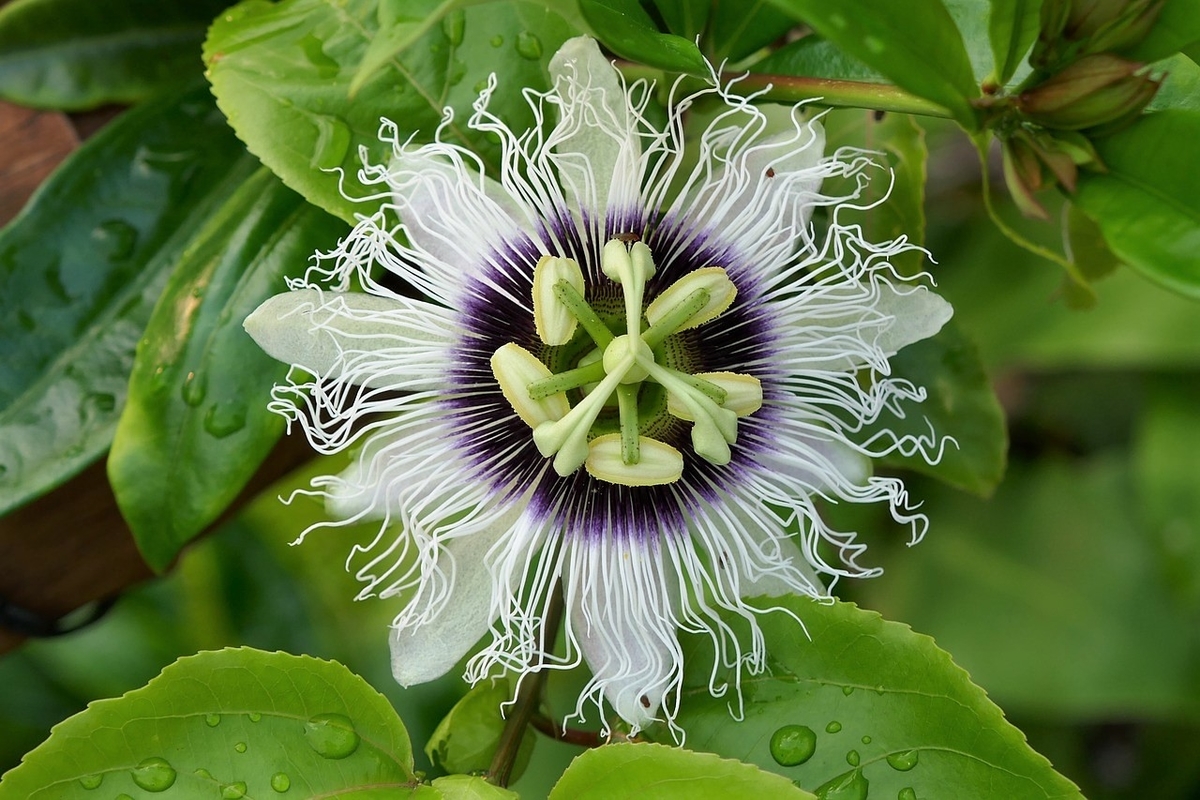 パッションフルーツの花