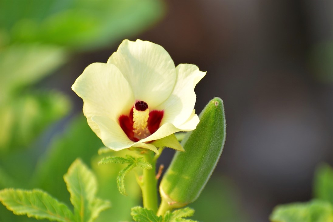 オクラの花 オクラの花