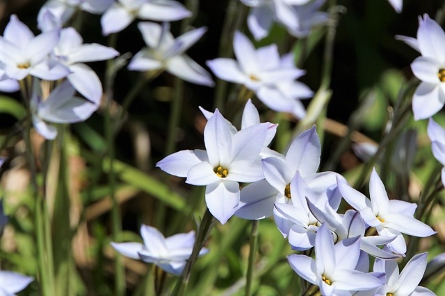 観賞用の花ニラ 観賞用の花ニラ