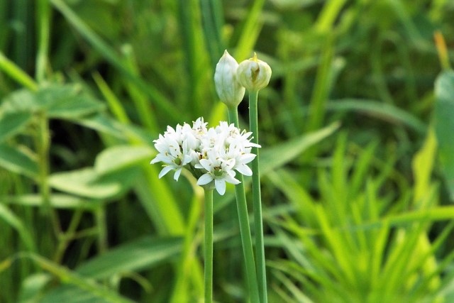 食用の花ニラ 食用の花ニラ