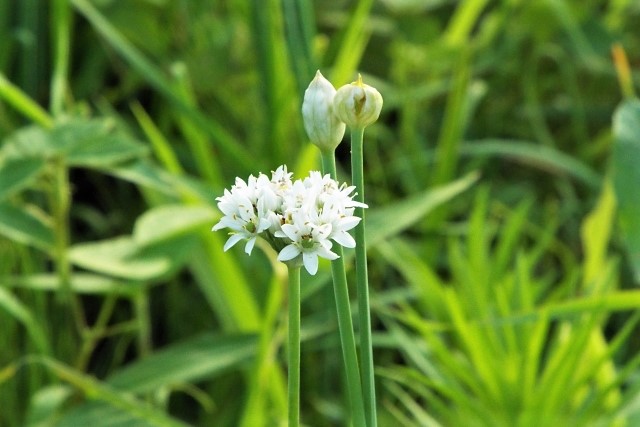 食用の花ニラ