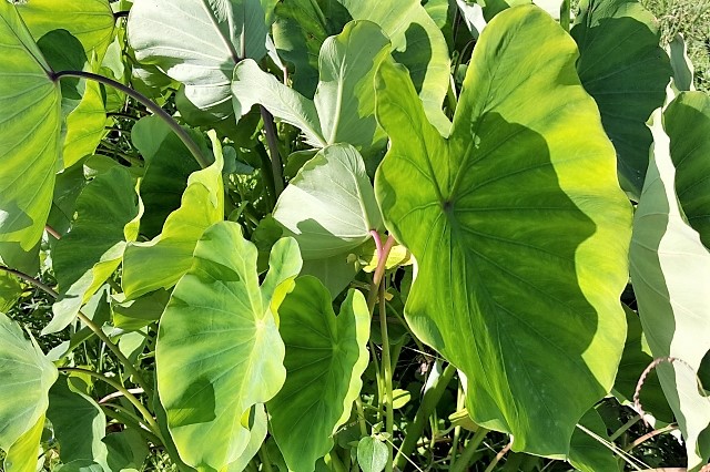 里芋の葉 里芋の葉