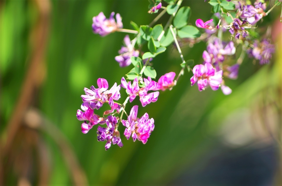 萩の花