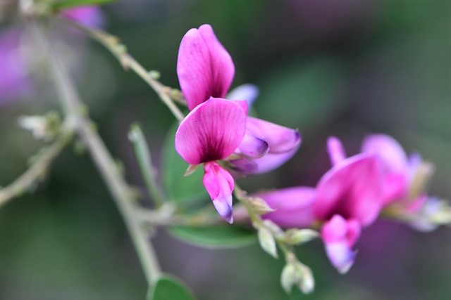 萩の花