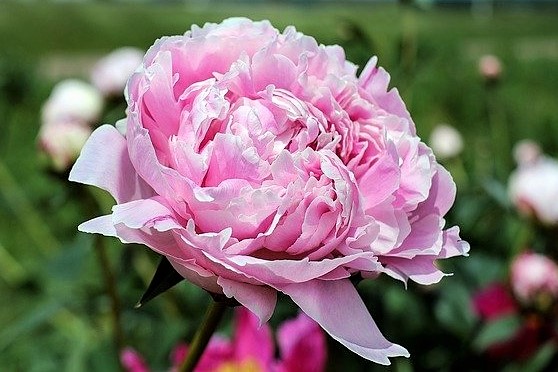 牡丹の花 牡丹の花
