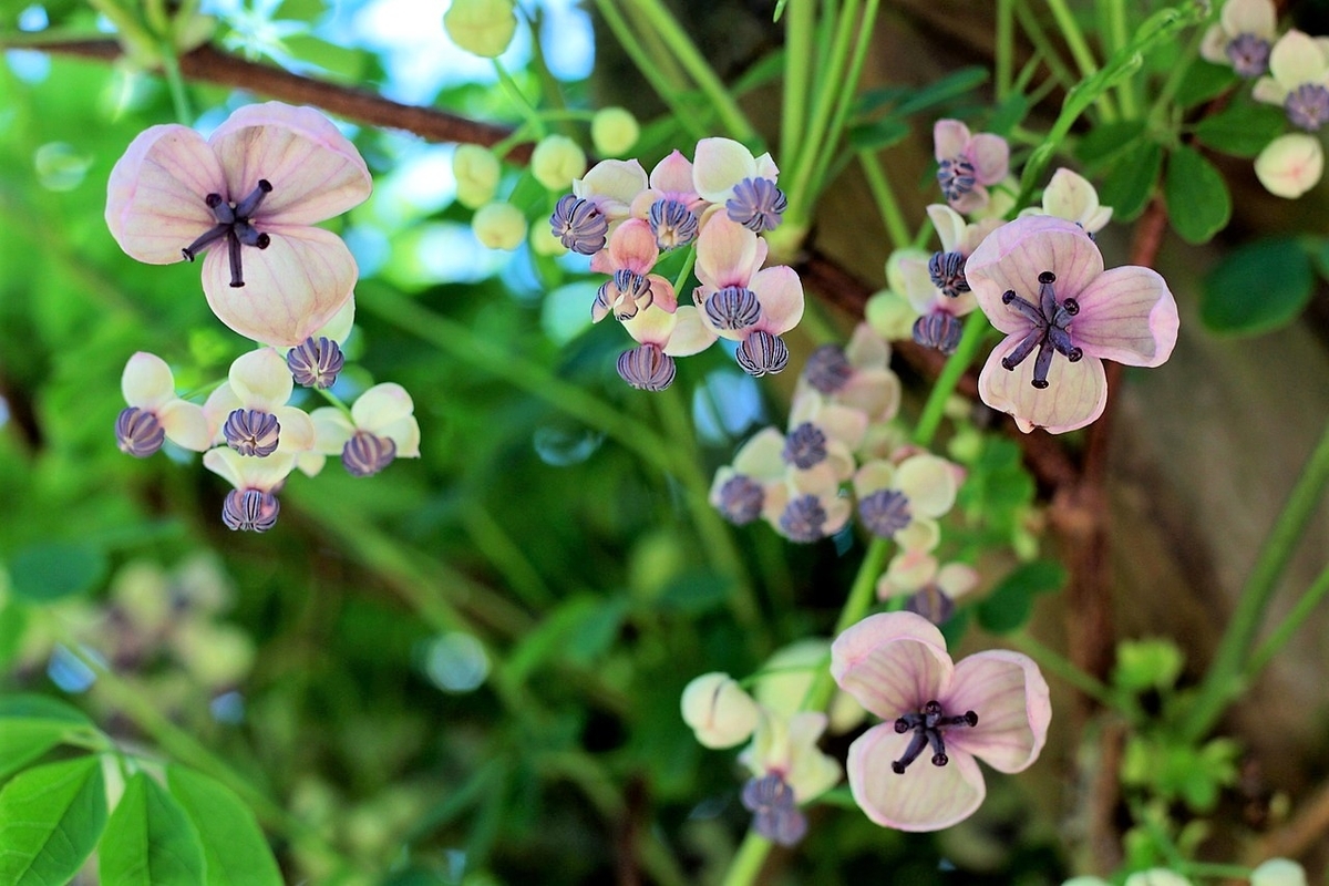 アケビの花 アケビの花