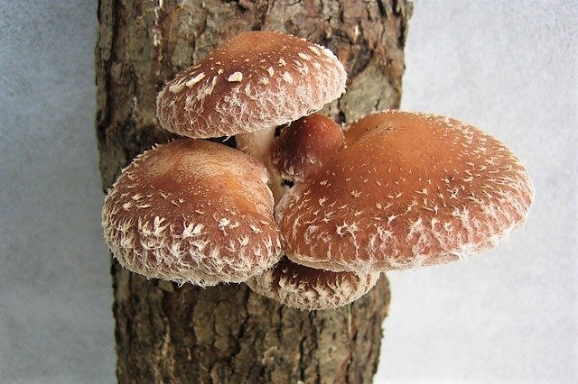 椎茸 椎茸