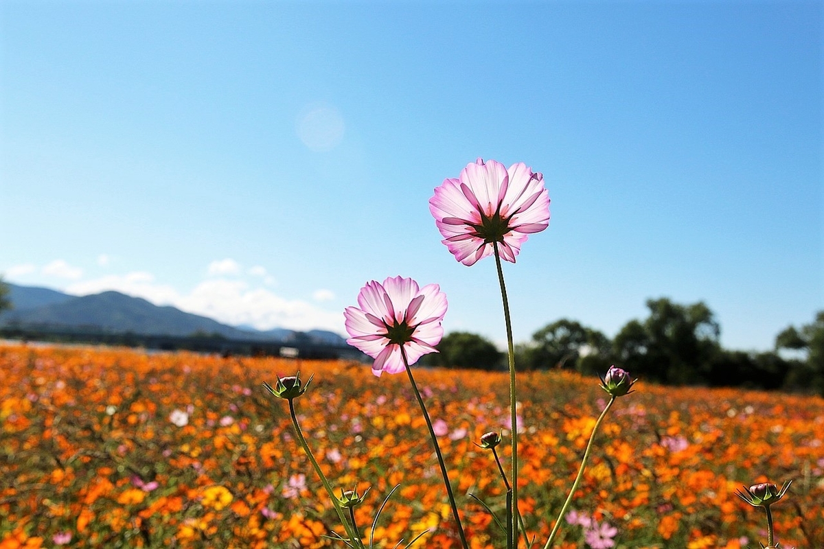 旬の落花生 ピーナッツの薄皮はポリフェノールたっぷり シルシ