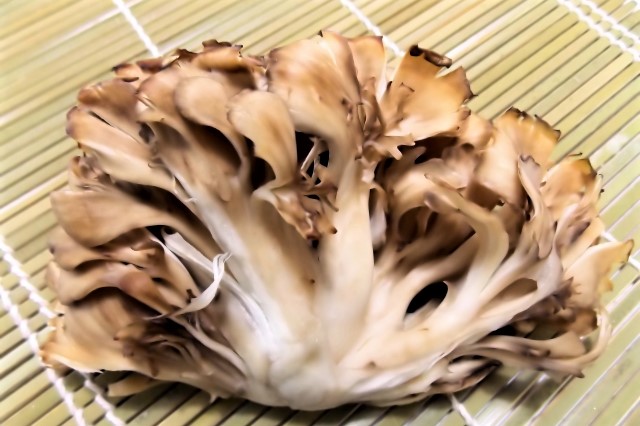 舞茸 舞茸