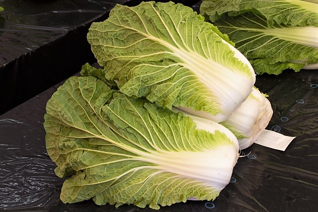白菜 白菜