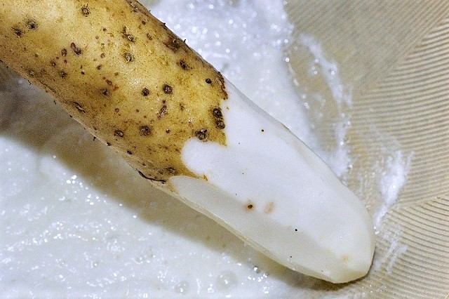 長芋の保存 長芋の保存